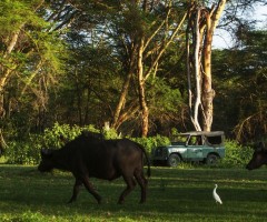 Buffaloes, wildlife, wild safaris, Olerai House, sanctuary, Naivasha, Lake Naivasha, Elephant Watch Portfolio, Nairobi, Kenya