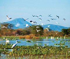experience, Lake Naivasha, Great Lakes, Olerai, Naivasha, wildlife, Elephant Watch Portfolio, Nairobi, Kenya