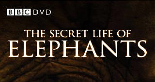 Secret Life of Elephants, BBC Film, BBC, Saba Douglas-Hamilton, Film, DVD, Northern Kenya, elephants, Elephant Watch Camp, wild safaris, wild safari, wildlife safari, conservation, Elephant Watch Portfolio, Nairobi, Kenya