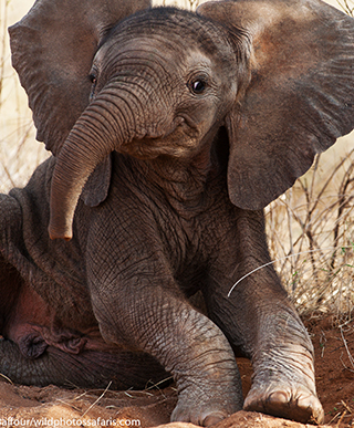 Baby elephant, Elephant Watch Portfolio, Nairobi, Kenya, wild safaris, wildlife safaris, conservation