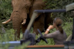 ©Jake Drake-Brockman. Saba observing an elephant.