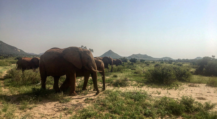 Internship at Elephant Watch Camp-Home Away from Home