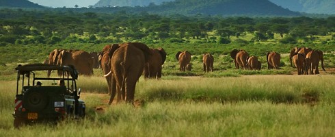 Elephant Watch Camp, activities, experience, Samburu National Reserve, game drives, wildlife, wild safaris, safaris, wildlife safaris, elephants, Elephant Watch Portfolio, conservation, Nairobi, Kenya