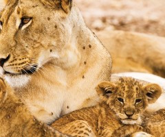 lioness, lion cubs, Big Five animals, wildlife, wild safaris, wildlife safaris, conservation, Elephant Watch Camp, Samburu National Reserve, Elephant Watch Portfolio, Nairobi, Kenya